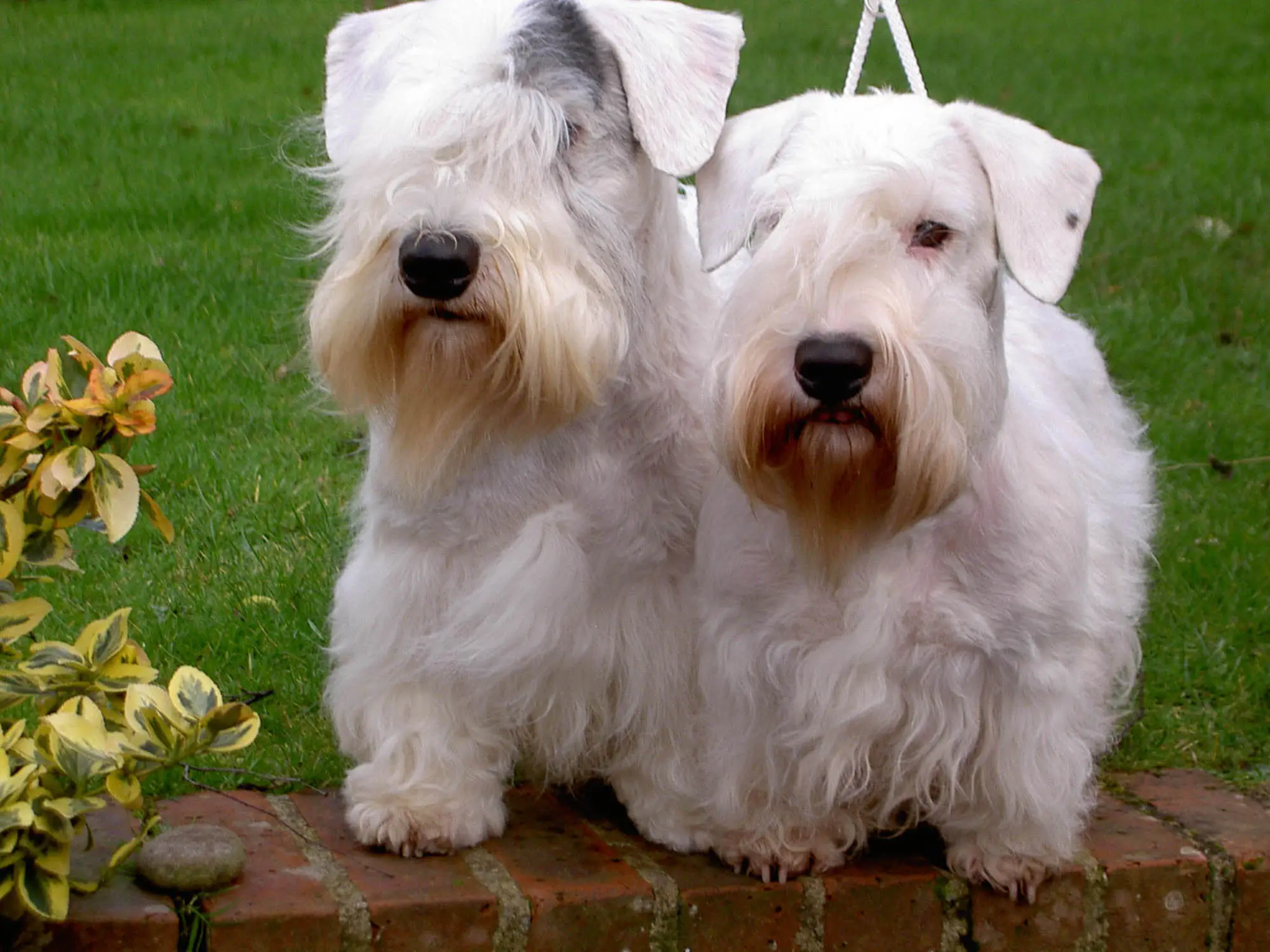 Sealyham Terrier